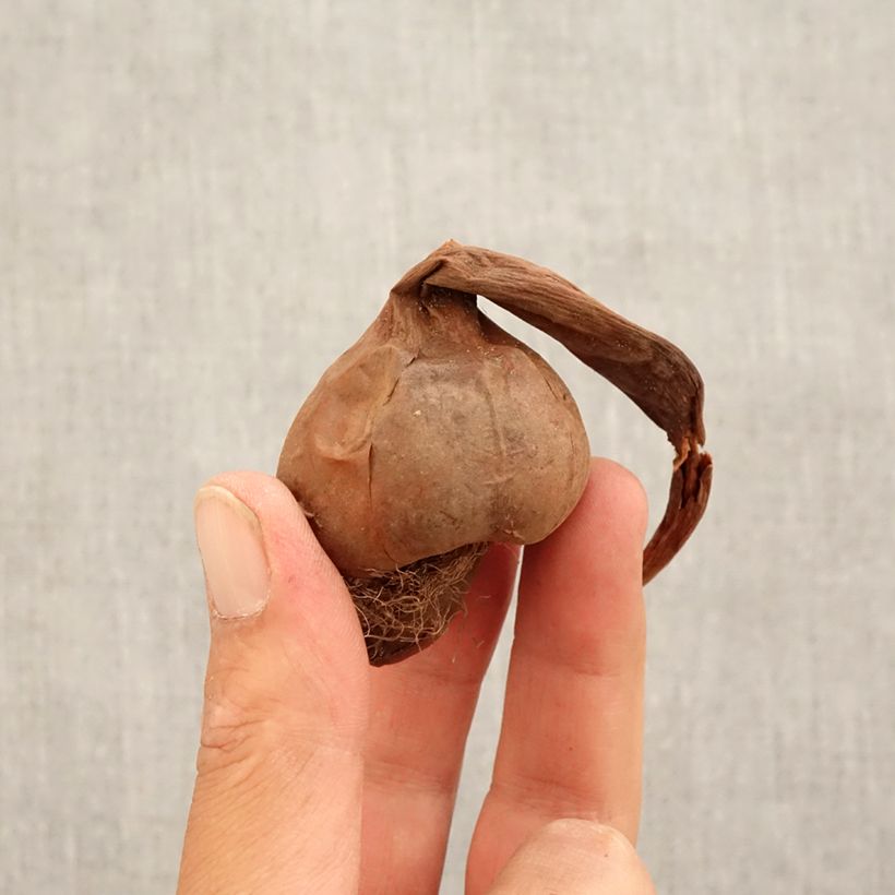 Exemplaar van Colchicum macrophyllum - Herfsttijloos Bol kaliber 13+ zoals geleverd in de herfst