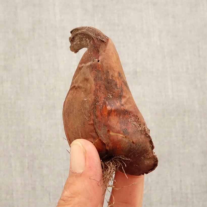 Exemplaar van Colchicum speciosum - Herfsttijloos Bol kaliber 16+ zoals geleverd in de herfst