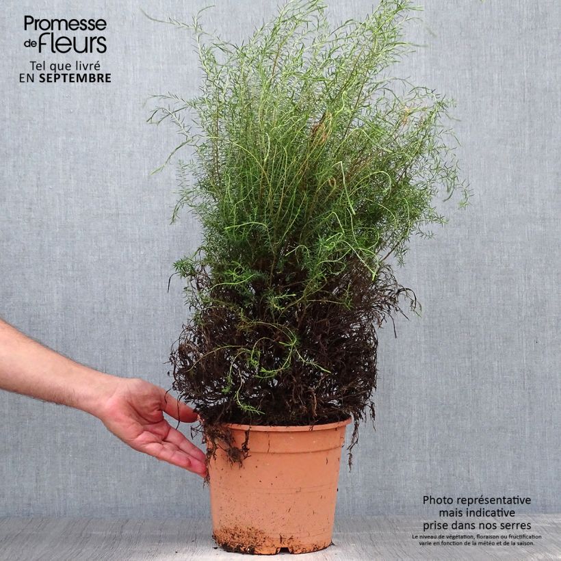 Exemplaar van Coleonema pulchrum - Confettistruik Pot van 4 l/5 l zoals geleverd in de herfst