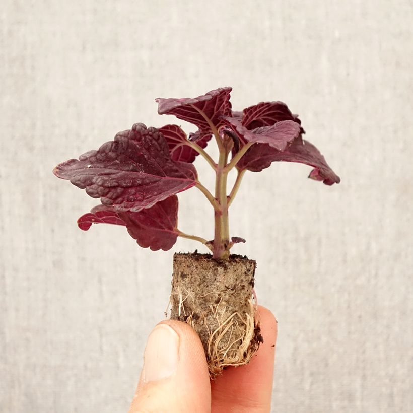 Exemplaar van Coleus Copinto Manhattan - Siernetel Mini-mot Ø 3/4 cm zoals geleverd in de lente