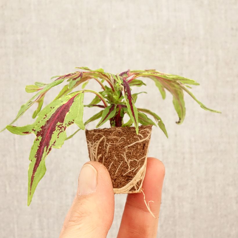 Exemplaar van Coleus Chili Pepper - Siernetel Mini-mot Ø 3/4 cm zoals geleverd in de lente