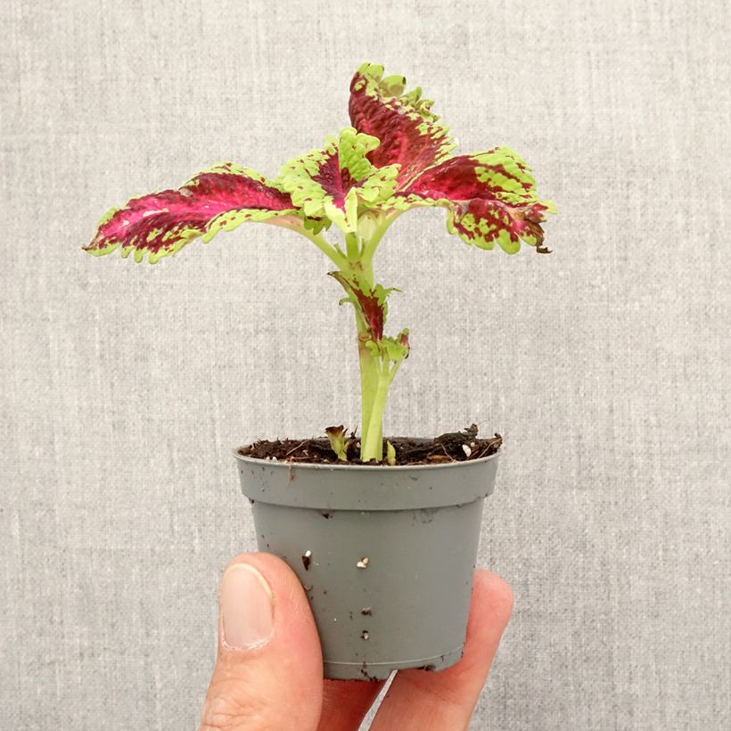 Exemplaar van Coleus Le Freak - Siernetel Mini-kamerplanten zoals geleverd in de lente