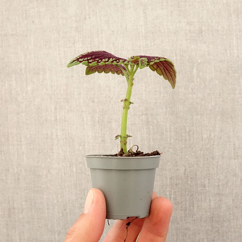 Exemplaar van Coleus Abbey Road - Siernetel Mini-kamerplanten zoals geleverd in de lente