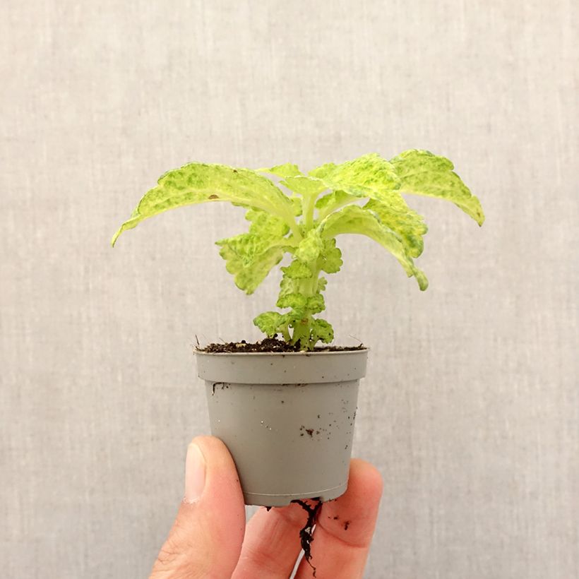 Exemplaar van Coleus River Walk - Siernetel Mini-kamerplanten zoals geleverd in de lente