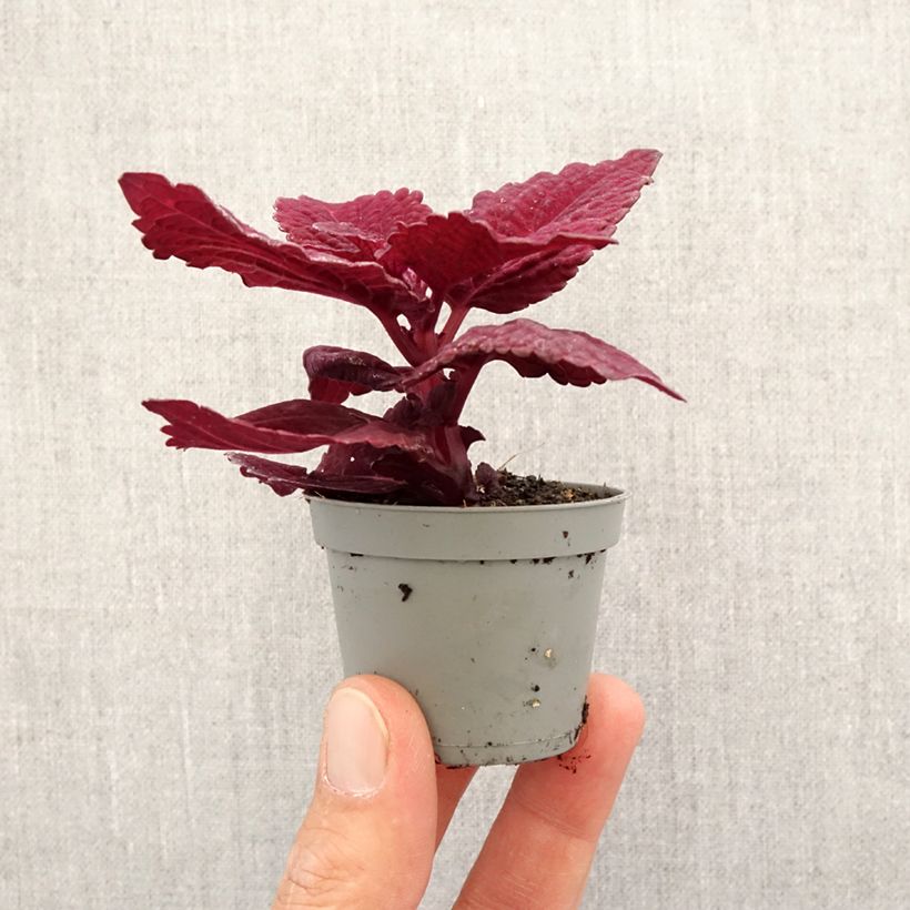 Exemplaar van Coleus Second Street - Siernetel Mini-kamerplanten zoals geleverd in de lente