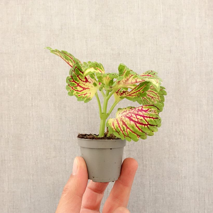 Example of Coleus Spacecake - Siernetel Mini-kamerplanten as you get in printemps