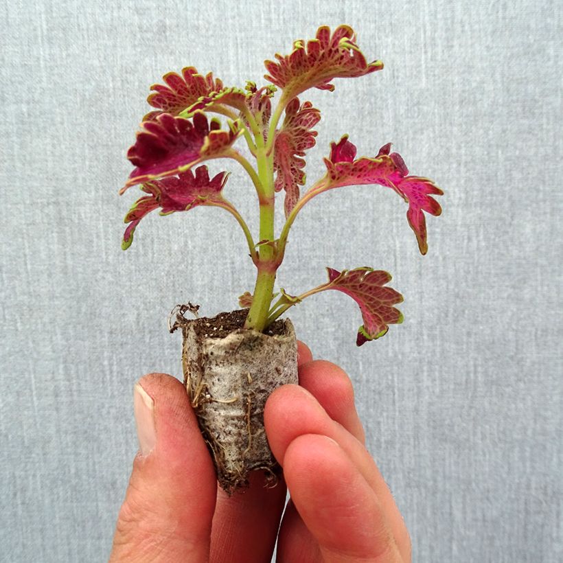 Exemplaar van Coleus Vulcan - Siernetel Mini-mot Ø 3/4 cm zoals geleverd in de lente