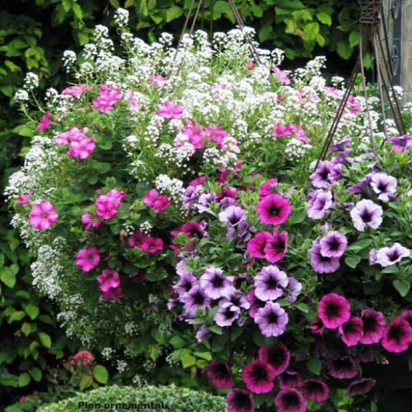 Collectie Berry Cascade (Bloei)