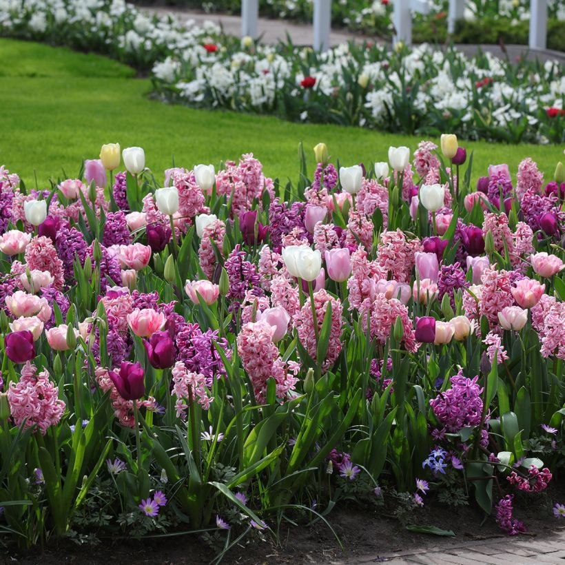 Collectie Romantische Harmonie (Groeiplaats)