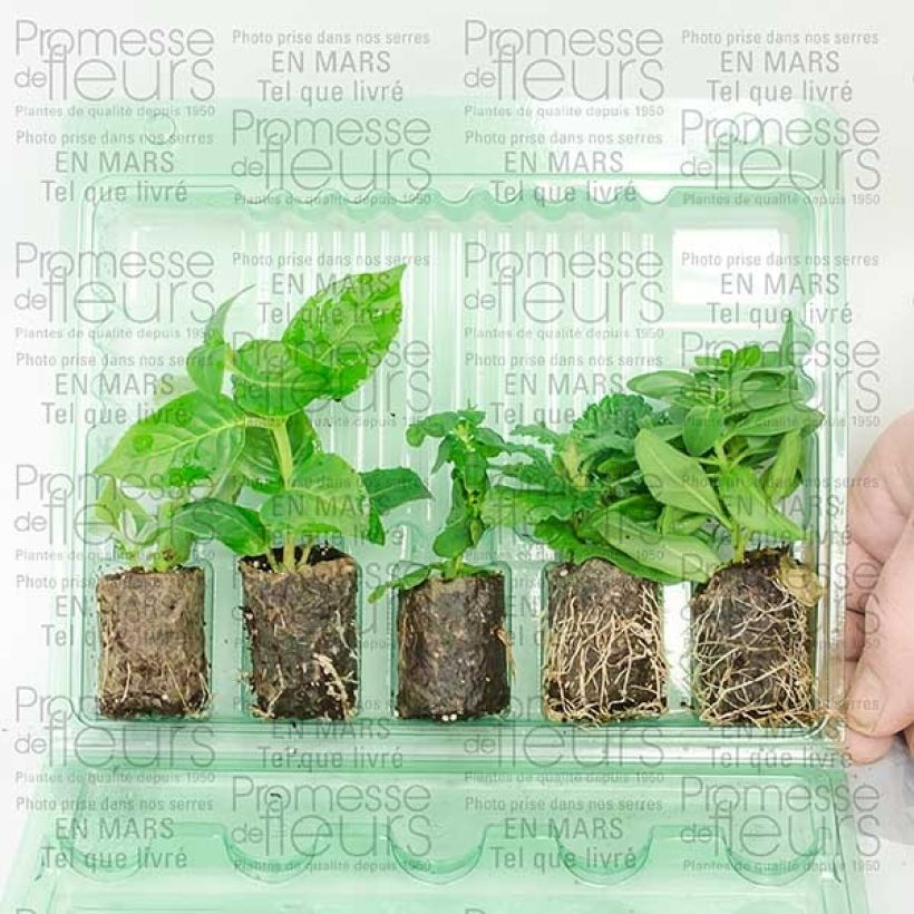 Voorbeeld van een exemplaar van Collection Out of the blue zoals geleverd