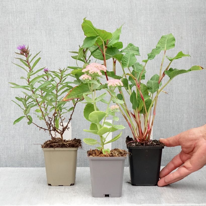 Exemplaar van Collectie 3 Onmisbare vaste planten voor het najaar zoals geleverd in de herfst