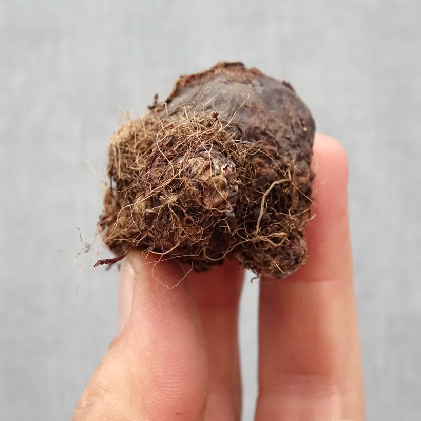Exemplaar van Colocasia Black Magic - Olifantsoor Bol kaliber I zoals geleverd in de lente