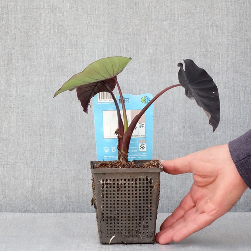 Exemplaar van Colocasia Black Magic - Olifantsoor Kweekpotje van 8/9 cm zoals geleverd in de lente