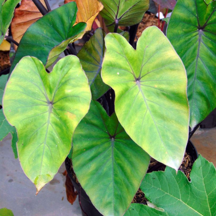 Colocasia esculenta var. fontanesii Black Stem - Olifantsoor (Blad)