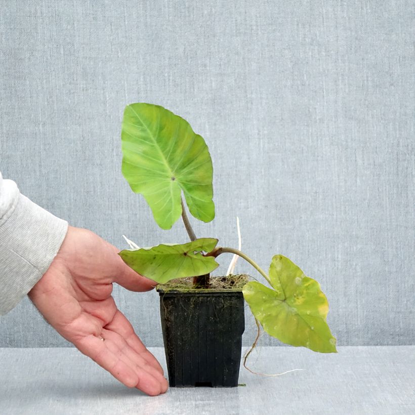 Exemplaar van Colocasia esculenta var. fontanesii Black Stem - Olifantsoor Kweekpotje van 8/9 cm zoals geleverd in de zomer