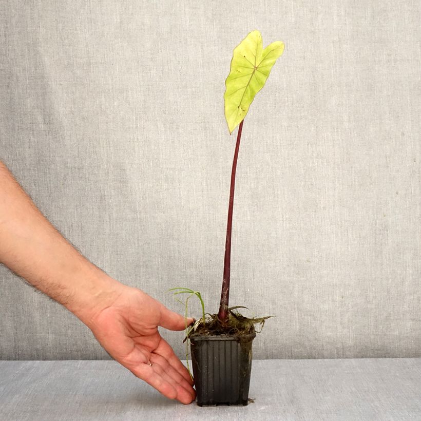 Exemplaar van Colocasia esculenta Fontanesii - Olifantsoor Kweekpotje van 8/9 cm zoals geleverd in de herfst