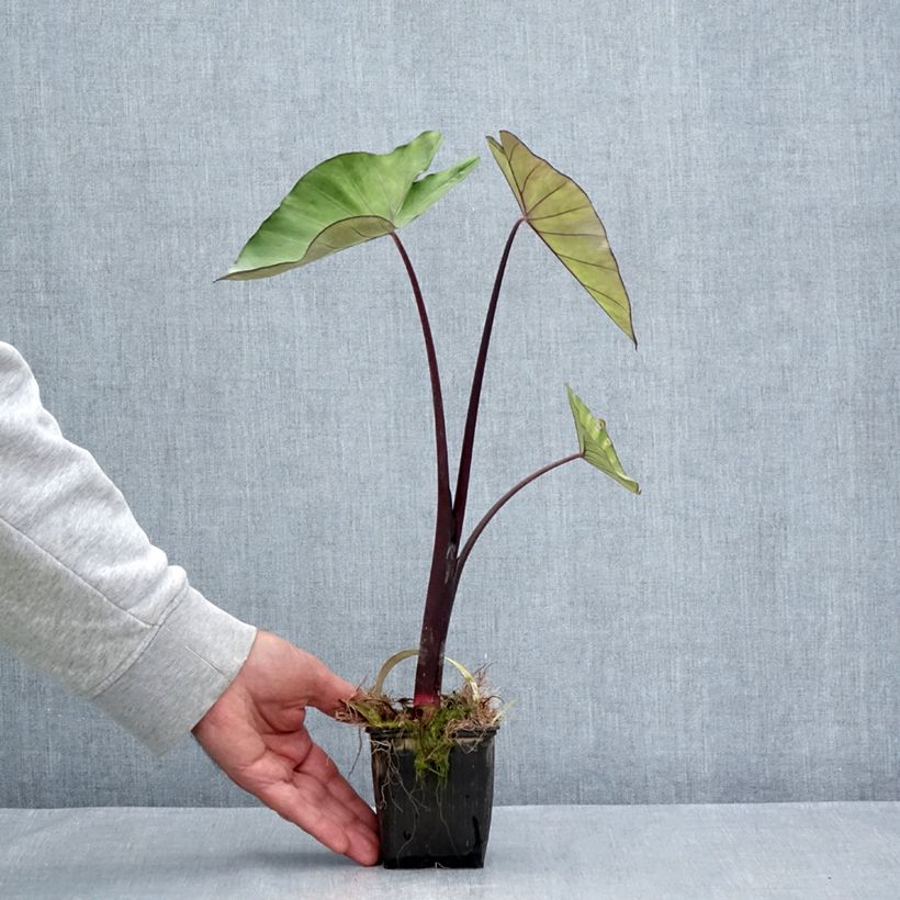 Exemplaar van Colocasia esculenta Fontanesii - Olifantsoor Kweekpotje van 8/9 cm zoals geleverd in de zomer