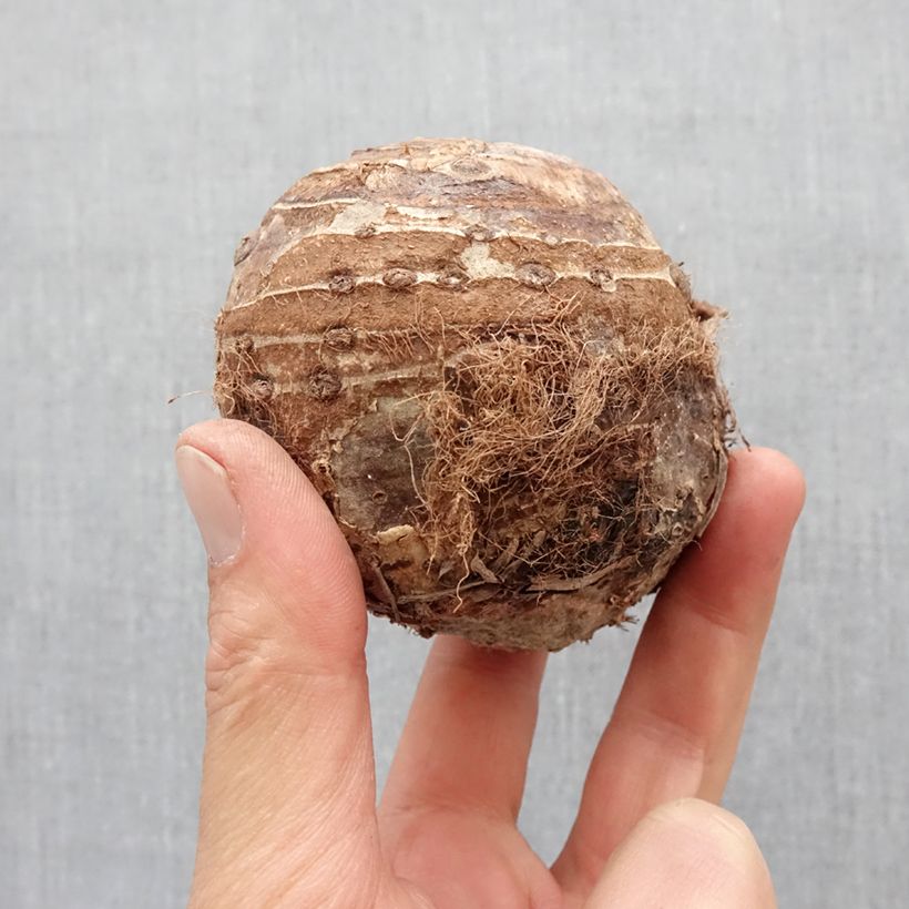 Exemplaar van Colocasia esculenta - Olifantsoor Bol kaliber 32+ zoals geleverd in de lente