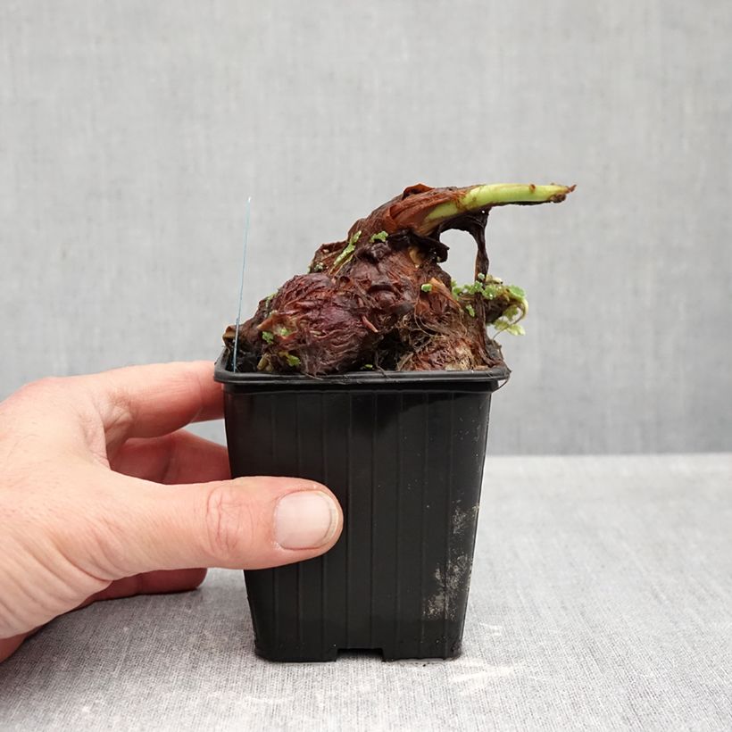 Exemplaar van Colocasia esculenta - Olifantsoor Kweekpotje van 8/9 cm zoals geleverd in de herfst