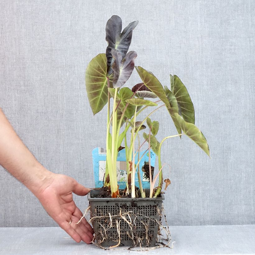 Exemplaar van Colocasia esculenta - Olifantsoor Pot van 4 l/5 l zoals geleverd in de zomer