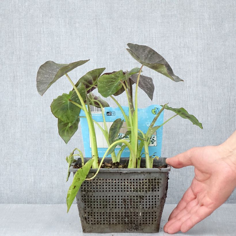 Exemplaar van Colocasia esculenta - Olifantsoor Pot van 4 l/5 l zoals geleverd in de lente