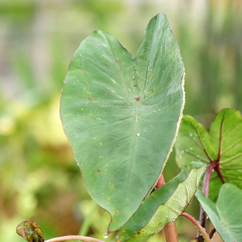 Colocasia esculenta Tea Cup - Olifantsoor (Blad)