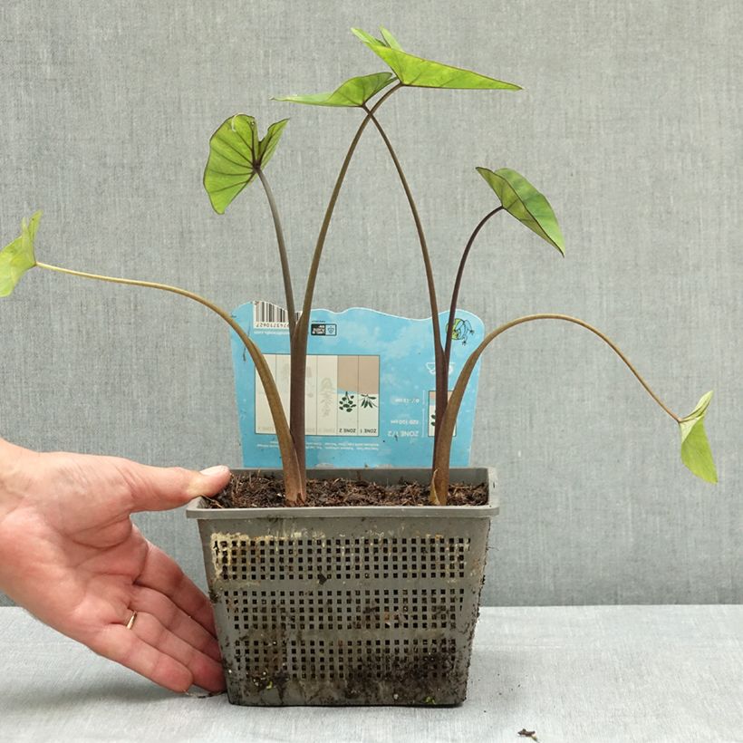 Exemplaar van Colocasia esculenta Tea Cup - Olifantsoor Pot van 4 l/5 l zoals geleverd in de zomer