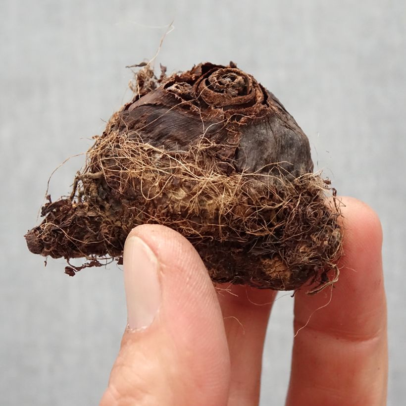 Exemplaar van Colocasia Kona Coffee - Taro Bol kaliber I zoals geleverd in de lente