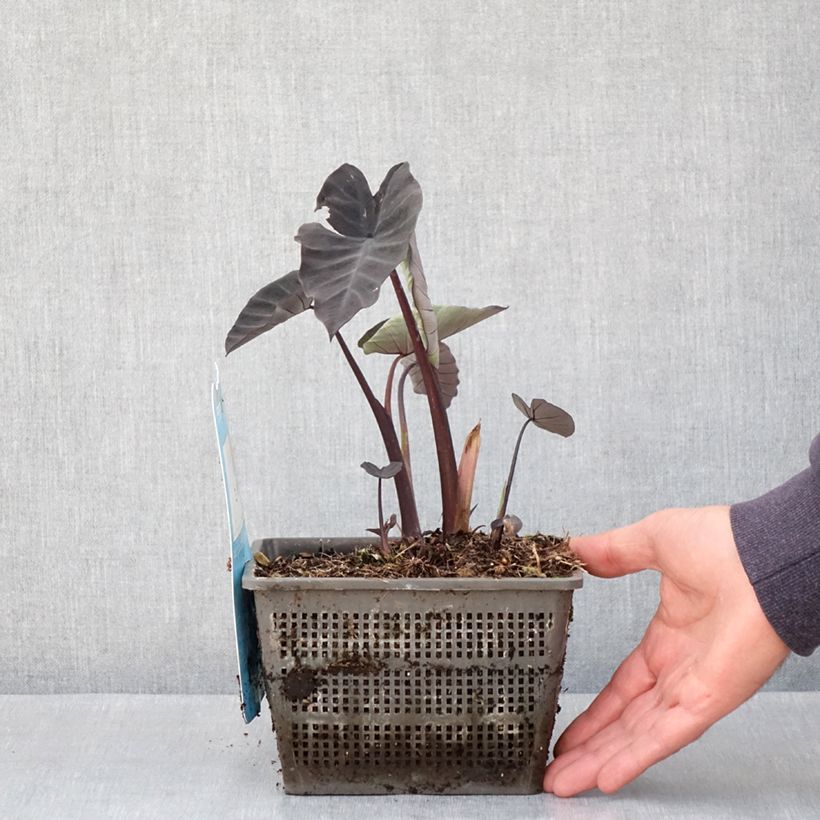 Exemplaar van Colocasia Kona Coffee - Taro Pot van 4 l/5 l zoals geleverd in de lente