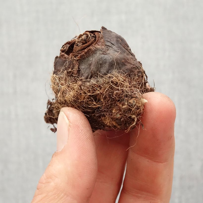 Exemplaar van Colocasia Maui Gold - Olifantsoor Bol kaliber I zoals geleverd in de lente