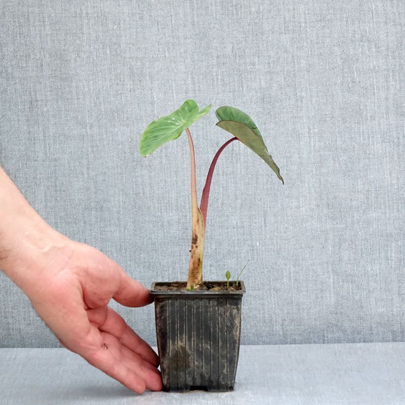 Exemplaar van Colocasia Pink China - Olifantsoor Kweekpotje van 8/9 cm zoals geleverd in de lente