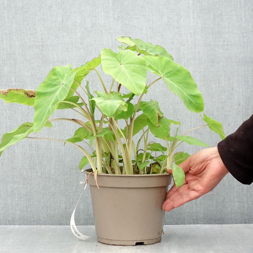 Exemplaar van Colocasia Red Eyed Gecko - Olifantsoor Pot van 4 l/5 l zoals geleverd in de herfst
