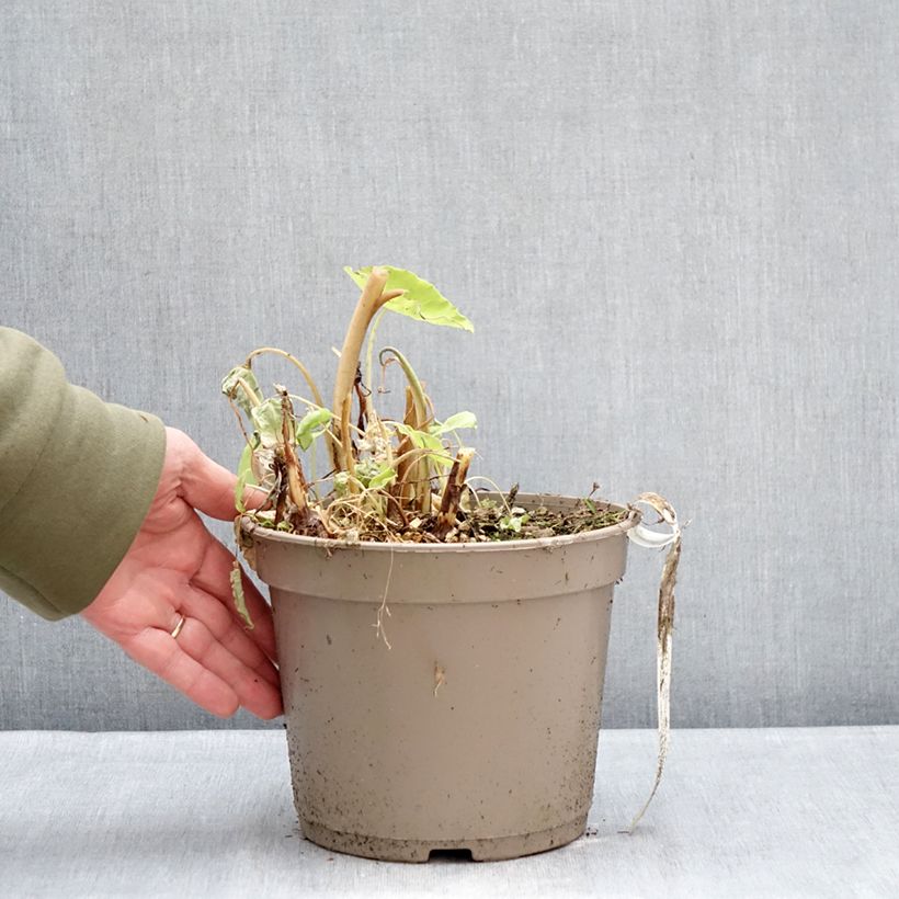 Exemplaar van Colocasia Red Eyed Gecko - Olifantsoor Pot van 4 l/5 l zoals geleverd in de winter