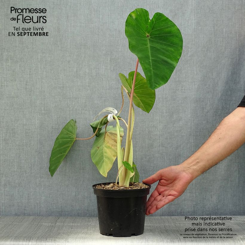 Exemplaar van Colocasia Sangria - Olifantsoor Pot van 3 l/4 l zoals geleverd in de herfst