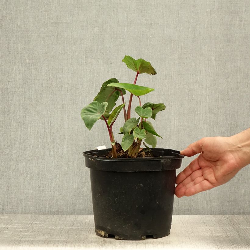 Exemplaar van Colocasia Sangria - Olifantsoor Pot van 3 l/4 l zoals geleverd in de zomer