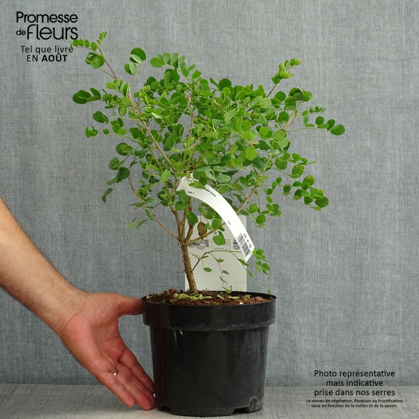 Exemplaar van Colutea Copper Beauty - Bastaard blazenstruik Pot van 3 l/4 l zoals geleverd in de zomer