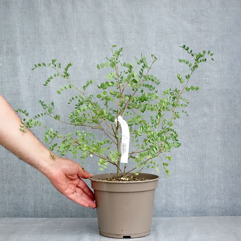 Exemplaar van Colutea Copper Beauty - Bastaard blazenstruik Pot van 3 l/4 l zoals geleverd in de lente