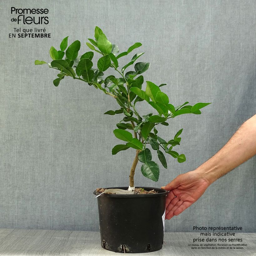 Exemplaar van Kaffirlime - Citrus hystrix Pot van 4 l/5 l zoals geleverd in de herfst