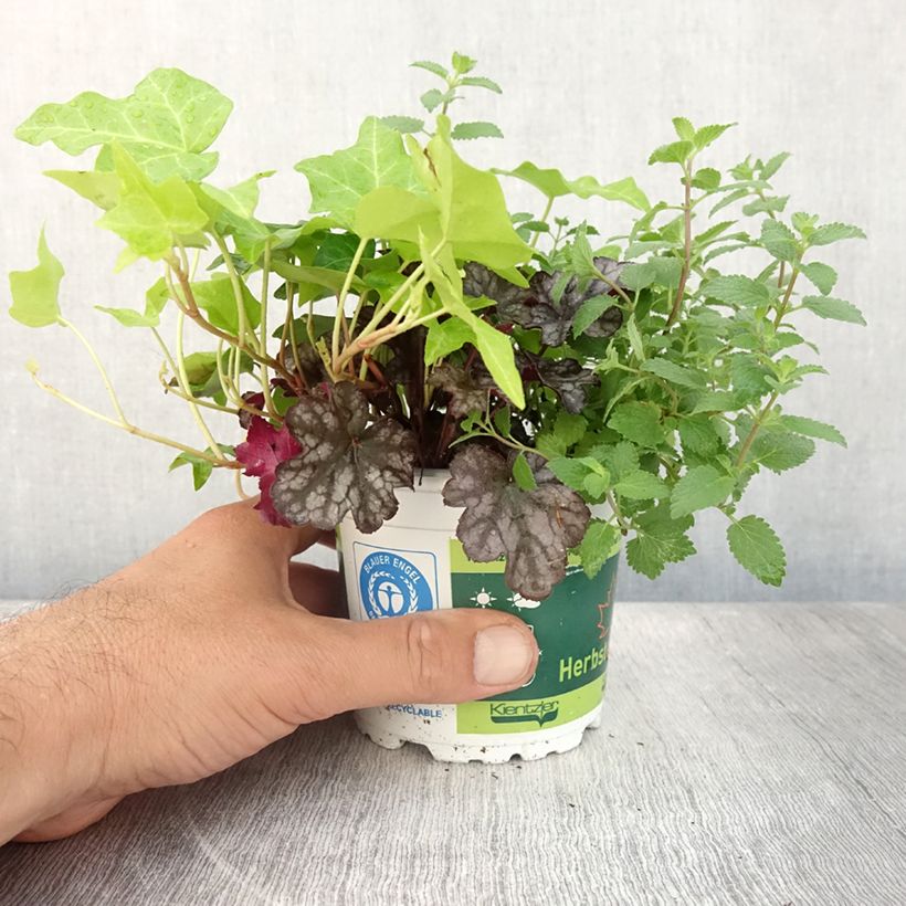 Exemplaar van Herfstbries-samenstelling - samenstelling van 3 planten Pot van 12 cm / 13 cm zoals geleverd in de zomer