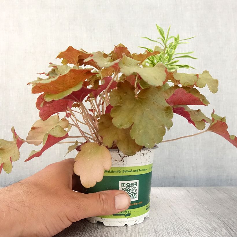 Example of Hidden Treasure-samenstelling - samenstelling van 3 planten Pot van 12 cm / 13 cm as you get in ete