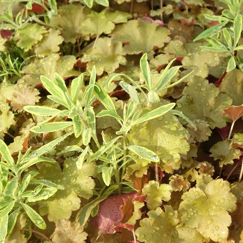 Hidden Treasure-samenstelling - samenstelling van 3 planten (Foliage)