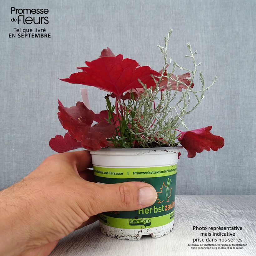 Exemplaar van Samenstelling Morning Walk - Samenstelling van 3 planten Pot van 12 cm / 13 cm zoals geleverd in de herfst