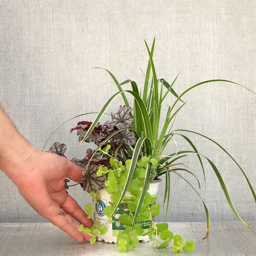 Exemplaar van Silent Sunday-samenstelling - samenstelling van 4 planten Pot van 12 cm / 13 cm zoals geleverd in de zomer