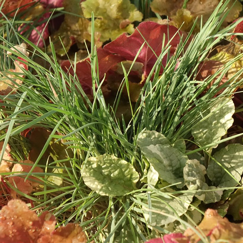 Sunkissed-samenstelling - samenstelling van 4 planten (Blad)