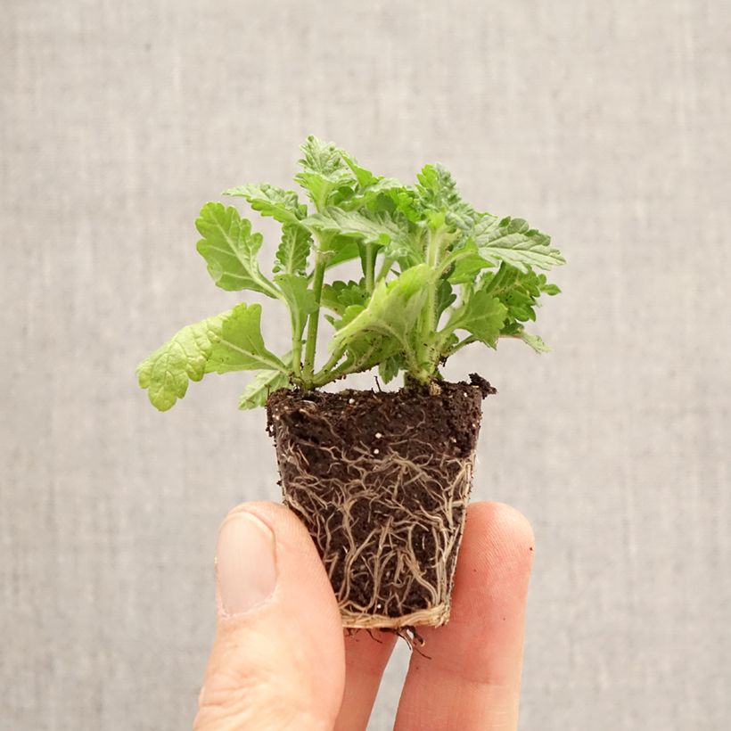 Exemplaar van Verbena Firehouse Dutch Fire - Hangverbena Mini-mot Ø 3/4 cm zoals geleverd in de lente