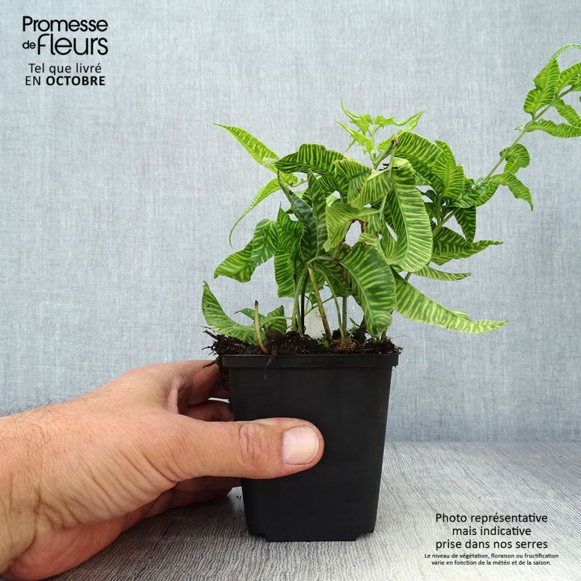 Exemplaar van Coniogramme emeiensis - Chinese bamboevaren Kweekpotje van 8/9 cm zoals geleverd in de herfst