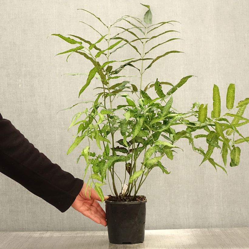 Exemplaar van Coniogramme emeiensis - Chinese bamboevaren Pot van 2 l/3 l zoals geleverd in de herfst