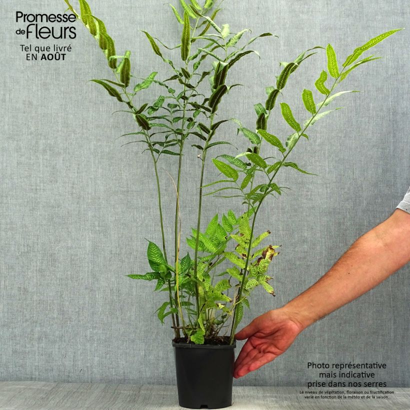 Exemplaar van Coniogramme emeiensis - Chinese bamboevaren Pot van 2 l/3 l zoals geleverd in de zomer