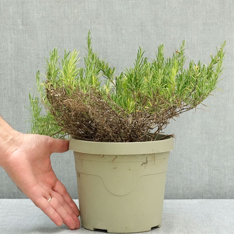 Exemplaar van Faux rozemarijn Little Rosie - Conradina Pot van 3 l/4 l zoals geleverd in de zomer