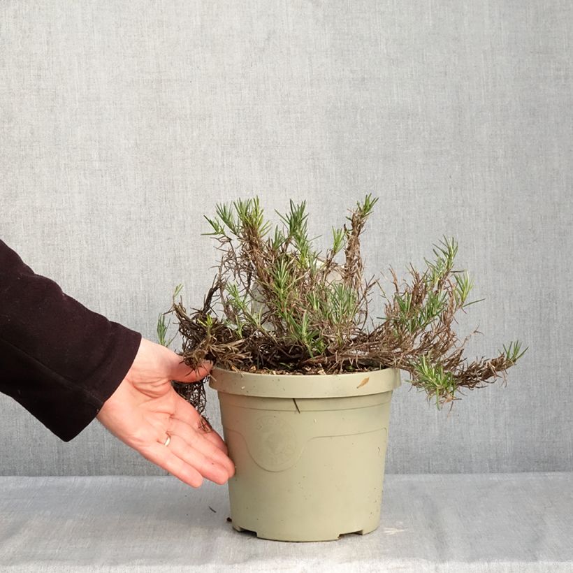 Exemplaar van Faux rozemarijn Little Rosie - Conradina Pot van 3 l/4 l zoals geleverd in de winter